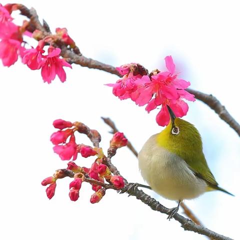 萝岗花开迎虎年  樱园鸟舞接贵客