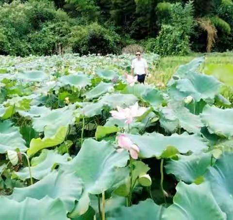 雪帅故里"荷“你有约
