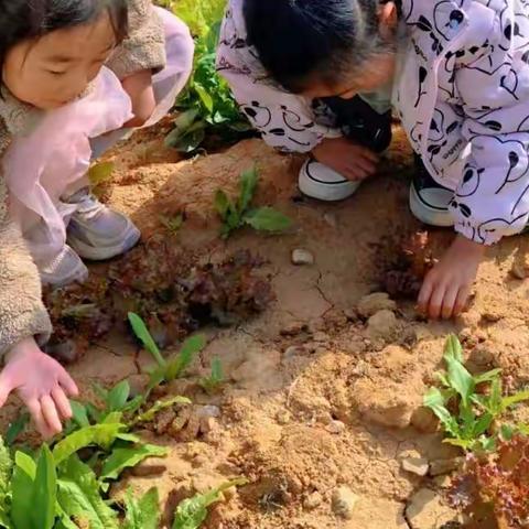 拥抱春天，播种希望---第二实验幼儿园东环路园大二班春季播种节