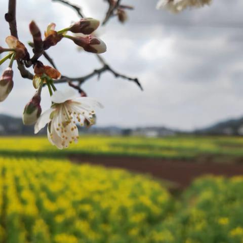 琊川镇2023年“三•八”国际妇女节纪念系列活动