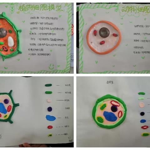 长垣市南蒲街道中心学校生物学科趣味假期作业