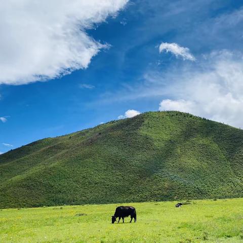 香格里拉商务纯玩一日游（环纳帕海）