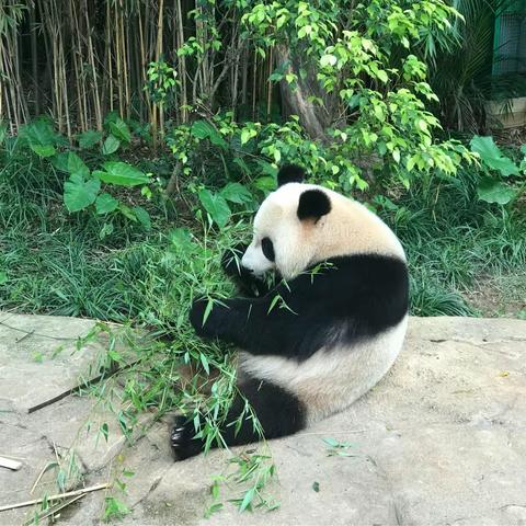 豌豆广州长隆野生动物园之行