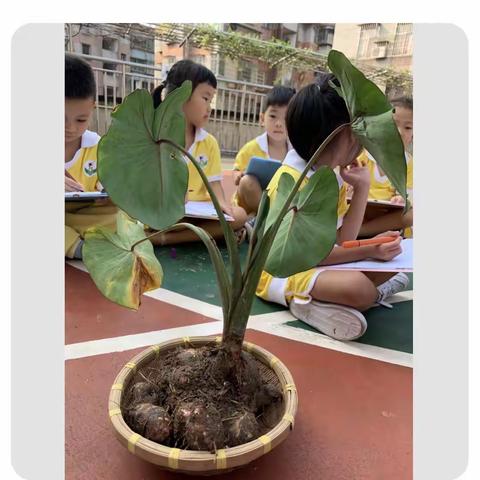 2019学年第一学期中一班生成项目—芋头