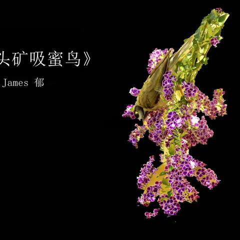 《黑头矿吸蜜鸟》