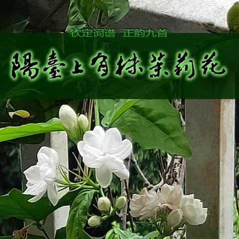 阳台上有株茉莉花