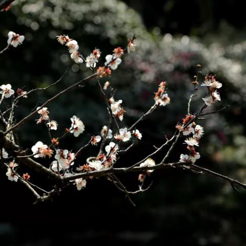 灵峰梅花兀自开，蜂飞蝶舞百鸟喧。探梅何须去踏雪，梅香四溢春满园。