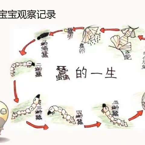 蚕的一生