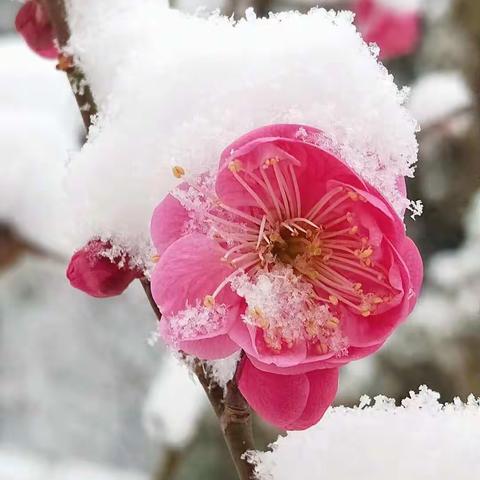 海棠争春浓，教育思考深