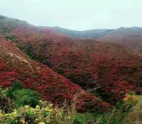 站寺河山头，看万山红遍，层林尽染，果农脸上笑开颜!