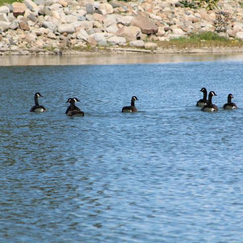 Point Pelee 2020