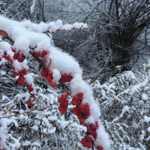 冬之雪