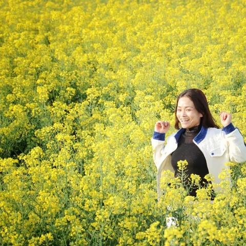 又是一年油菜花开