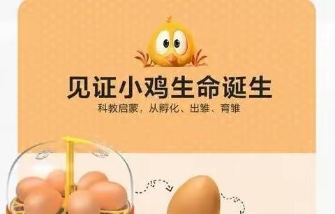 【黄河文化—养殖篇】豆豆班—奇妙的“生命之旅”孵小鸡🐥