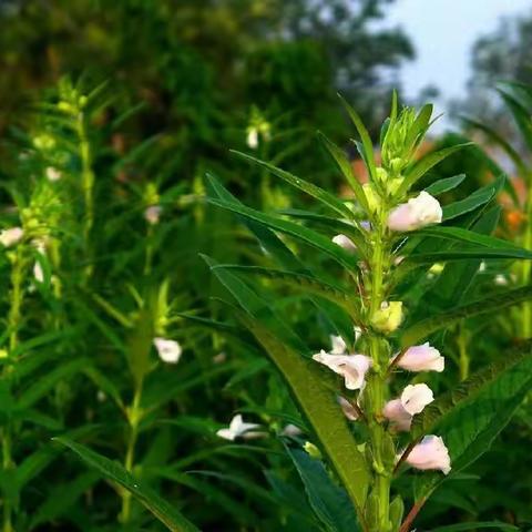 种芝麻