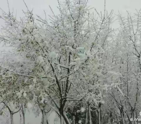 清明时节雪纷纷。