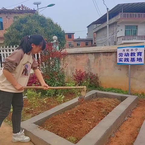 撒下万颗籽，收获一片芳——记桐木镇丹桂小学种植鲜花劳动教育实践活动