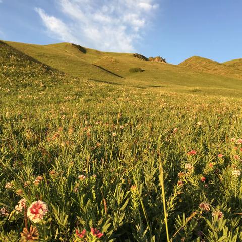 190729徒步都兰看花海