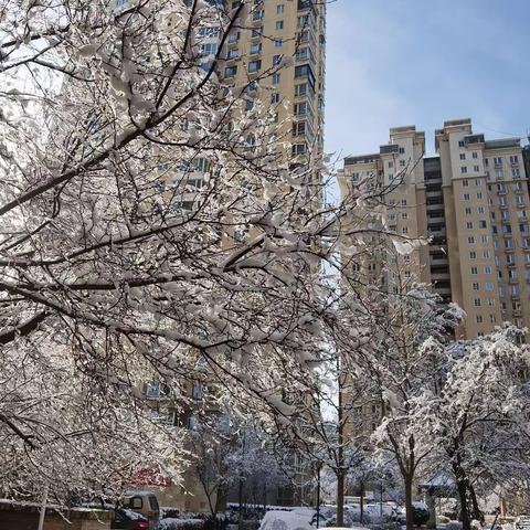 春雪美景俏津门，银装素裹扮北岸