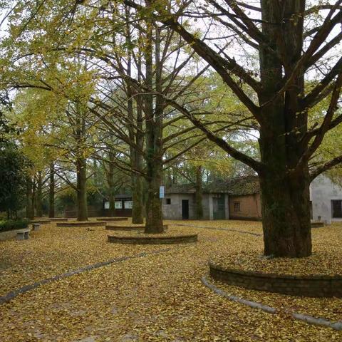 古村.古树.古韵