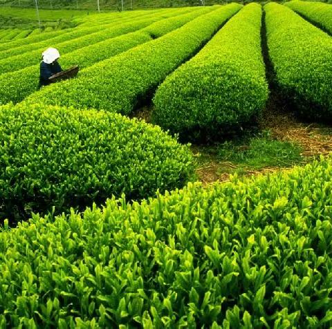 茶之说      （诗）