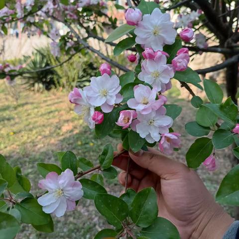 春暖花开，阳春三月，花的海洋。