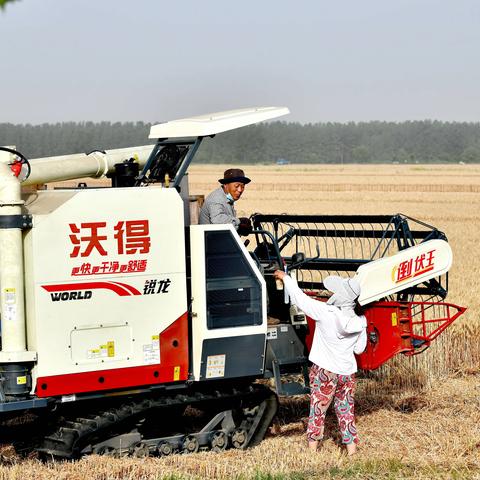 大河湾午收