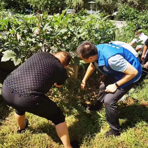 【“姚”筑未来 “家”和民安】整治清理菜地家禽  美化社区居住环境