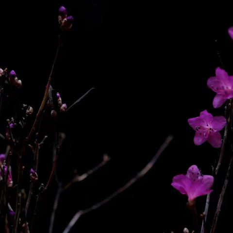 春暖🌸花开