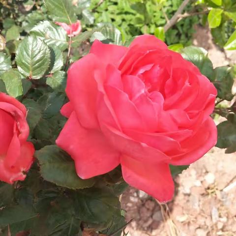 玫瑰花