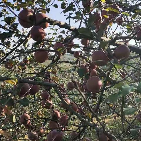 邂逅在🍎之乡的支教实录（秋）