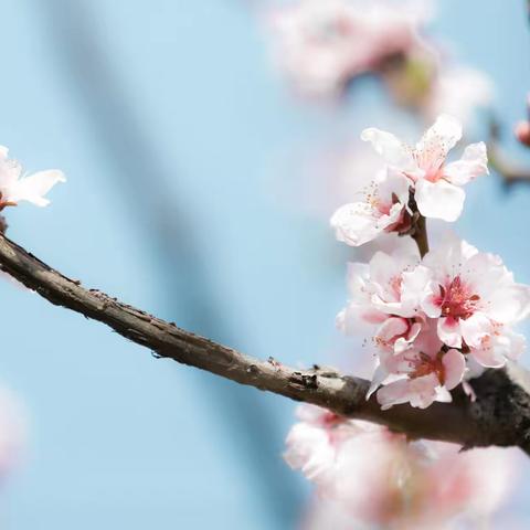 中宁县首届桃花节短视频大赛