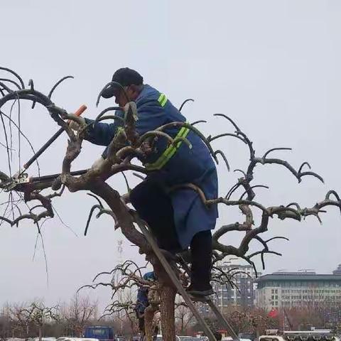 做好绿化养护，美化绿化环境！