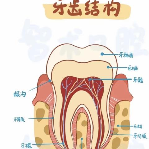 保护牙齿，爱护牙齿