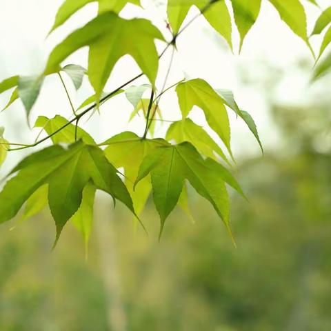 沐浴暖阳，邂逅花开——桂园小学二（2）班香蜜公园垃圾分类科普馆活动