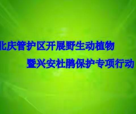 北庆管护区开展保护野生动植物暨兴安杜鹃保护专项活动