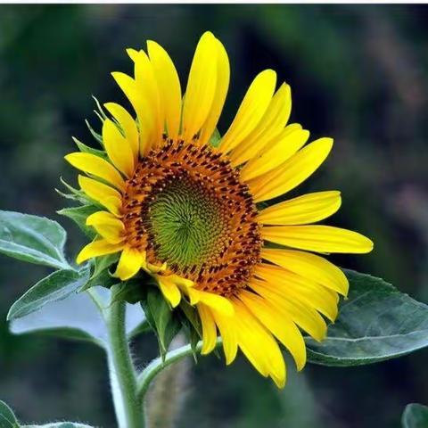 2021年南乡镇小学教师教学技能比赛