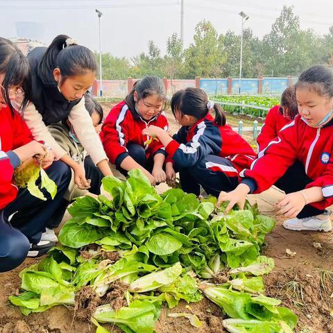 馨汇小学：我们的劳动基地丰收啦！