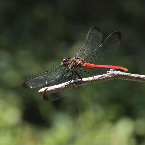 微距摄影（一）——花园里的故事
