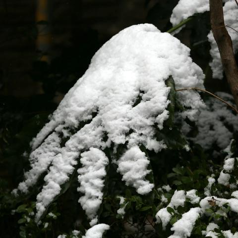 虎年早春雪中行