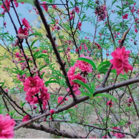 阳台山七仙泉桃花盛开，你来了吗？