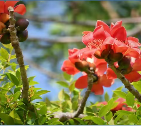 阳台山里的英雄树、英雄花