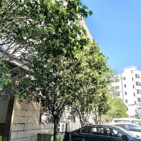 你好，龙城的桂花树！