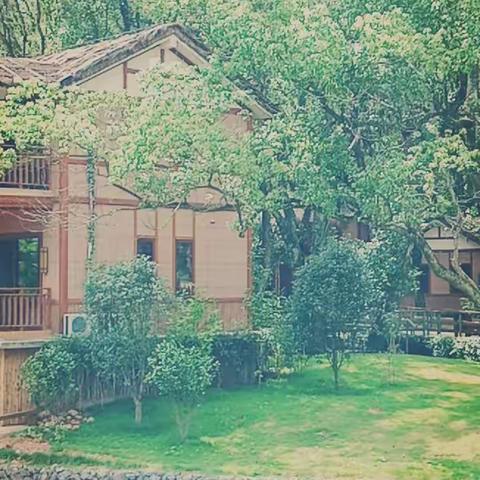 🌸🌴禅农谷🌴🌸醉美荷花🌸🌴