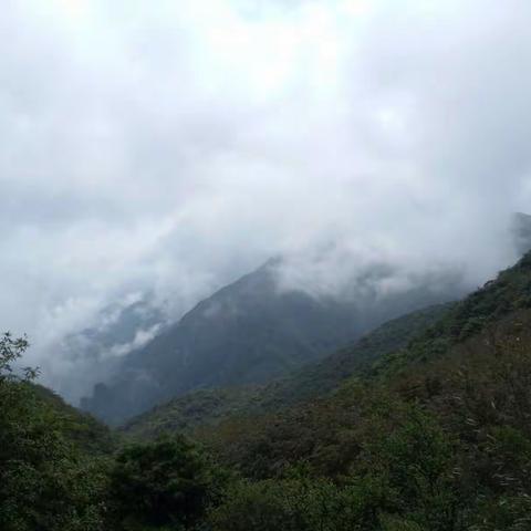 高山野生云雾茶！！！