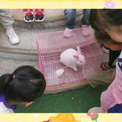 🐰🐢玩耍篇（一）