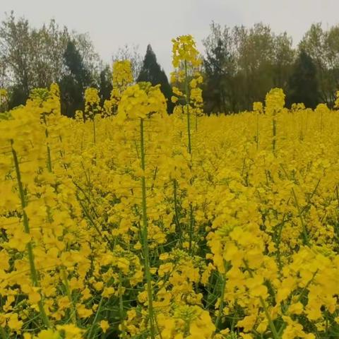 阆中片区开展“健康同行”户外踏青活动