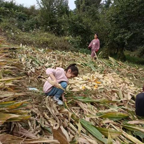 相约国庆，庆丰收双语小学 二年级3班王梦瑶