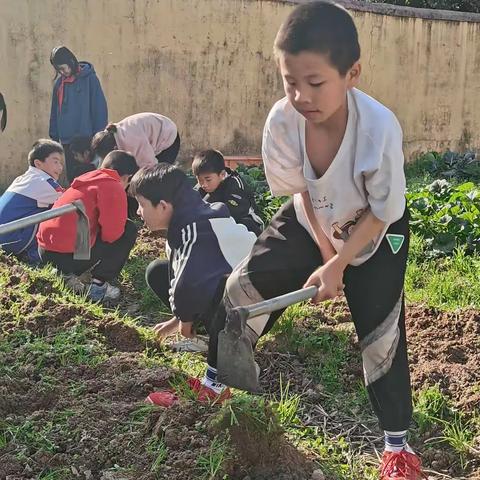 校园春耕忙 劳动正当时—沙县区涌溪中心小学开展劳动教育系列活动之种玉米