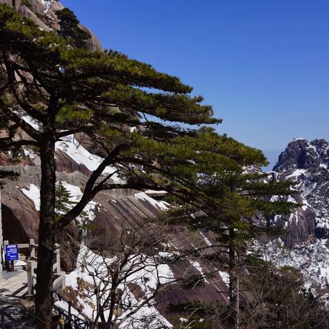 风雨送春归 飞雪迎春到，﻿又上黄山